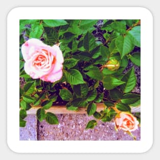 Pink Roses Sticker